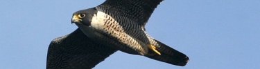 Paragrin Falcon in flight - Zack Smith